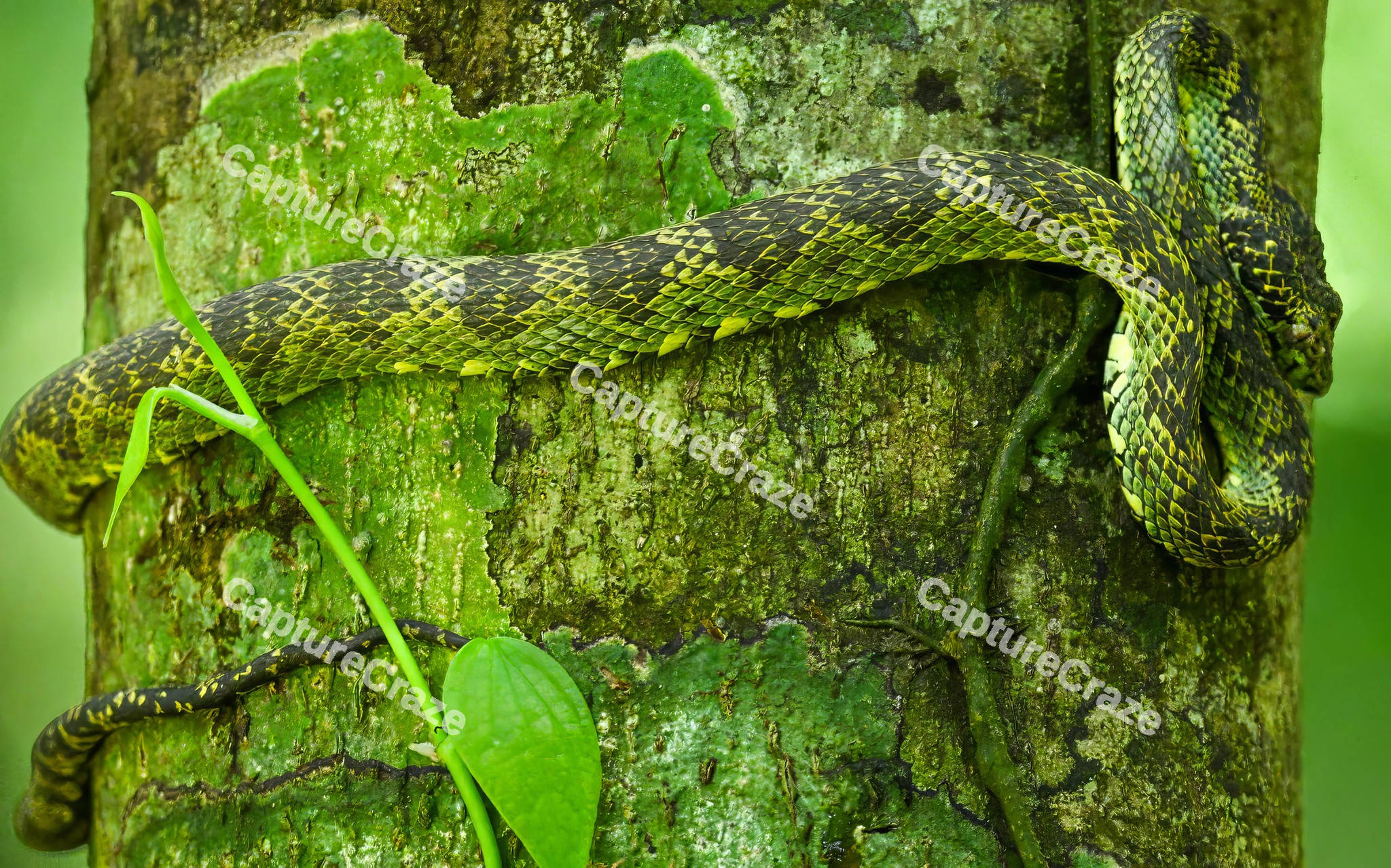 Green Python